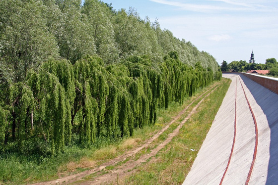 Csongrádi Tiszagát.jpg